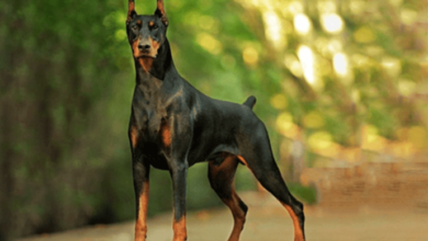 The Ultimate Guide to Bringing Home a Doberman Puppy