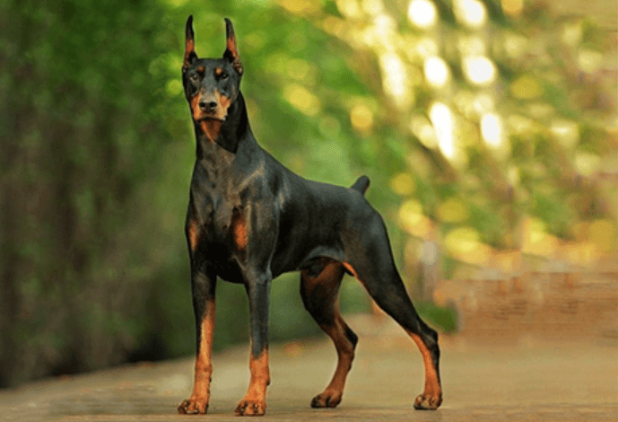 The Ultimate Guide to Bringing Home a Doberman Puppy