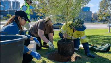 Problems and Solutions for Trees and Shrubs in Edmonton