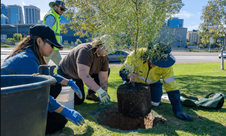 Problems and Solutions for Trees and Shrubs in Edmonton