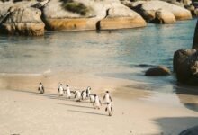 cluster behavior analysis data