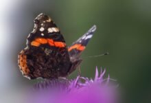 distribution behavior analysis log