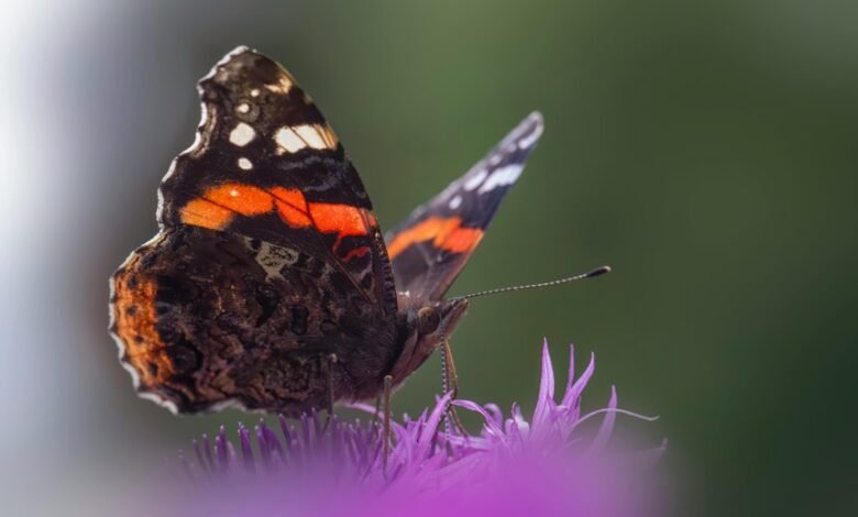 distribution behavior analysis log